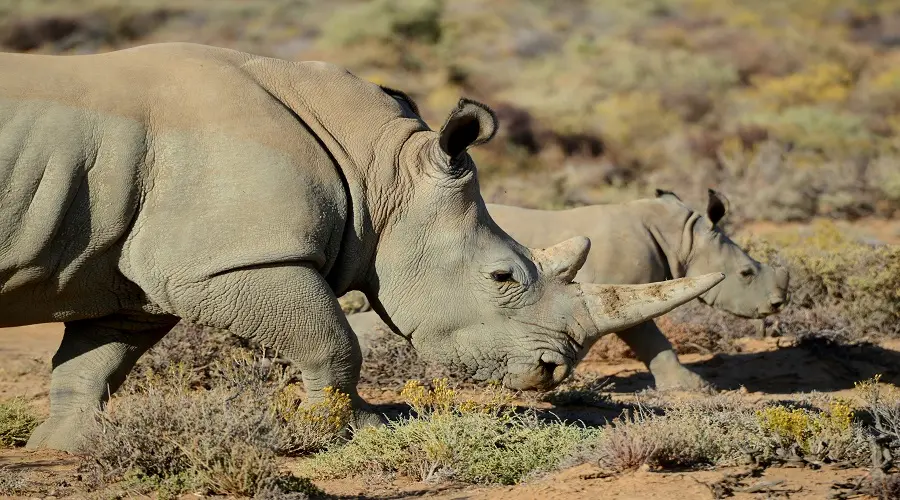 7 Days Great Migration Safari | Private Serengeti Tour gallery image 2